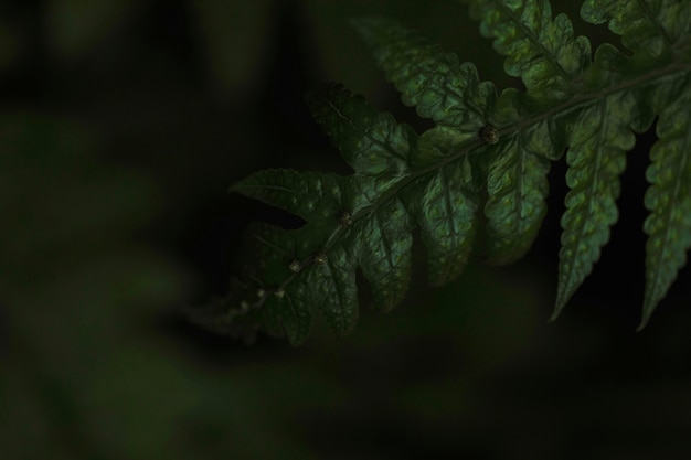 Ramita con hojas oscuras