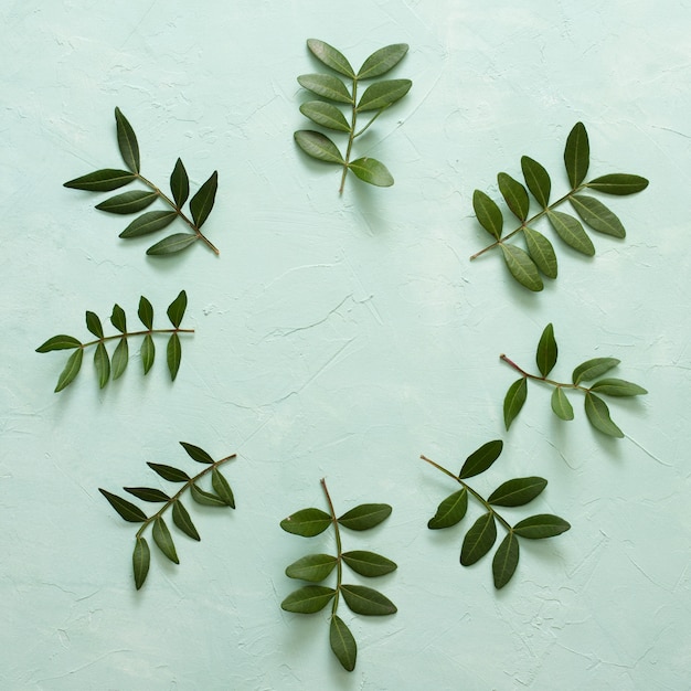 Foto gratuita ramita de hojas verdes dispuestas en marco circular sobre superficie verde pastel