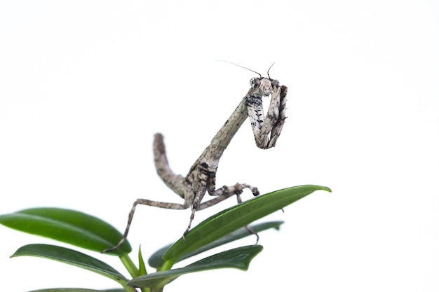 Ramita Mantis popa Spurca sobre fondo blanco Ramita Mantis popa Spurca sobre hojas verdes