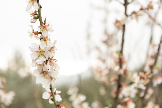 Ramitas fantásticas con flores del almendro