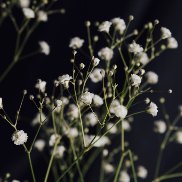 Ramitas de flores frescas y ligeras.