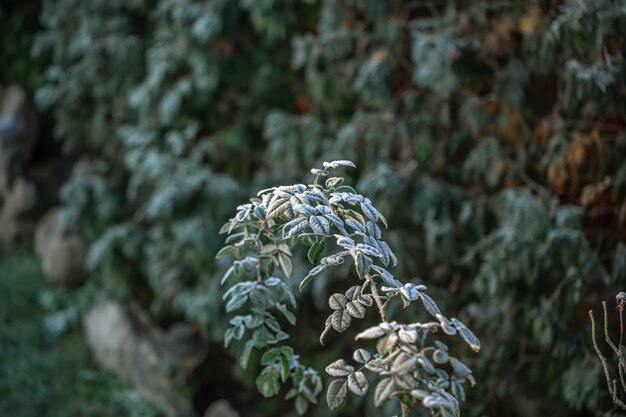 Ramitas de plantas silvestres en una helada mañana en el bosque.