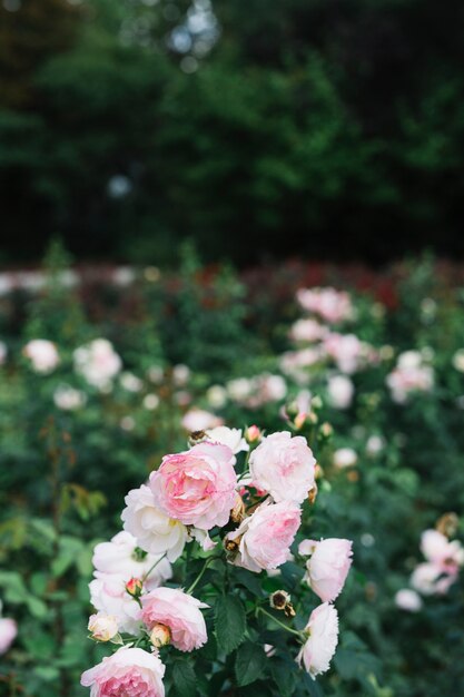 Ramo de flores frescas blancas y rosadas.