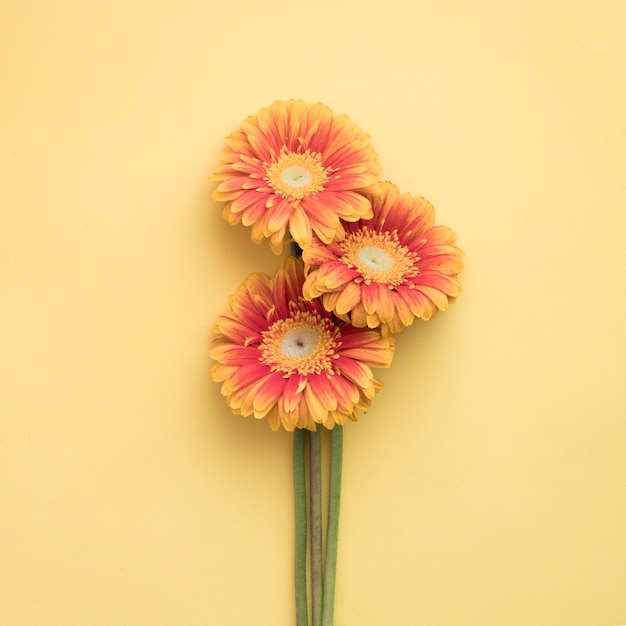 Ramo de gerberas anaranjadas