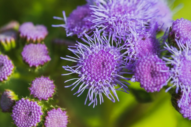 Ramo de maravillosas flores violetas.