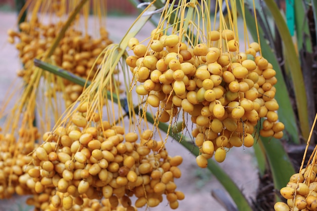 Ramo de palmera datilera fresca