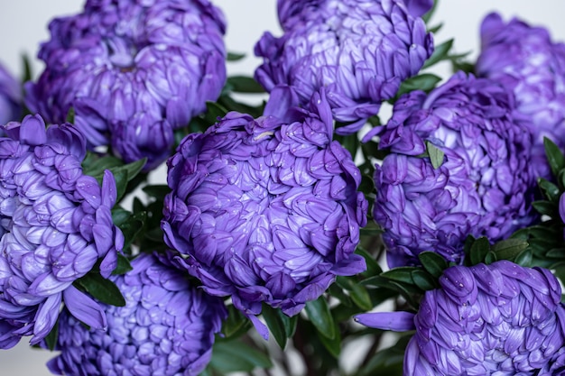 Foto gratuita ramo de primer plano de crisantemos azules sobre un fondo borroso.