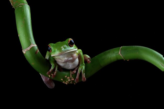 Rana de árbol de labios blancos aislada sobre fondo negro