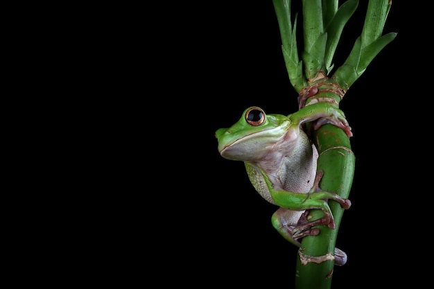 Rana de árbol de labios blancos aislada sobre fondo negro