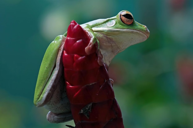 Rana de árbol de labios blancos sobre hojas verdes Rana de árbol de labios blancos Litoria infrafrenata