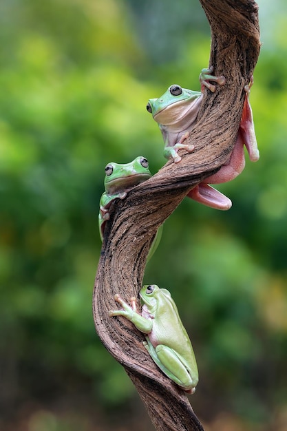 Rana arbórea blanca australiana sentada en una rama rana cochambrosa en una rama Las ranas arborícolas en hojas verdes anfibios primer plano