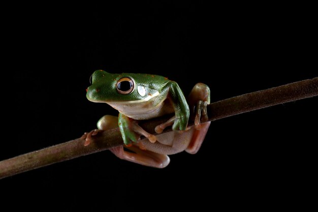 Rana arbórea de labios blancos en rama