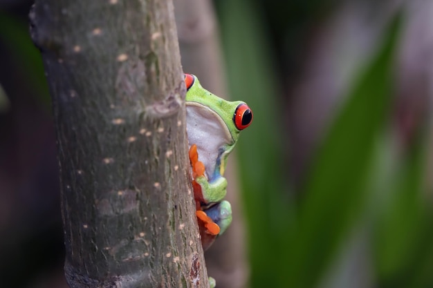 Foto gratuita rana arbórea de ojos rojos escondida en un árbol