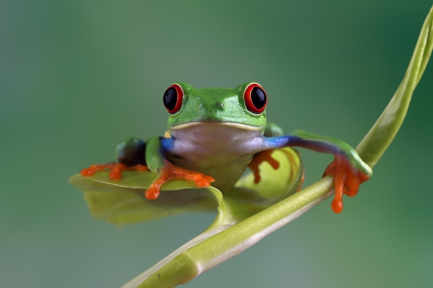 Foto gratuita rana arbórea de ojos rojos en hojas verdes rana arborícola de ojos rojos agalychnis callidryas primer plano en hojas verdes