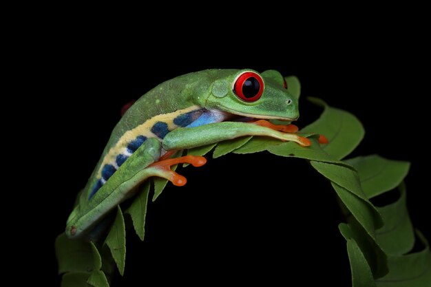 Rana arbórea de ojos rojos Primer plano sobre hojas Rana arborícola de ojos rojos Agalychnis callidryas Primer plano sobre una rama