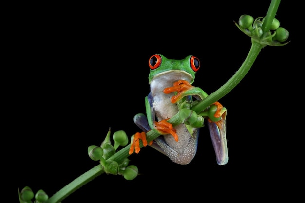 Rana arbórea de ojos rojos Primer plano sobre hojas Rana arborícola de ojos rojos Agalychnis callidryas Primer plano sobre una rama