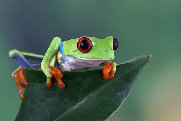 Rana arbórea de ojos rojos Primer plano sobre hojas Rana arborícola de ojos rojos Agalychnis callidryas Primer plano sobre una rama