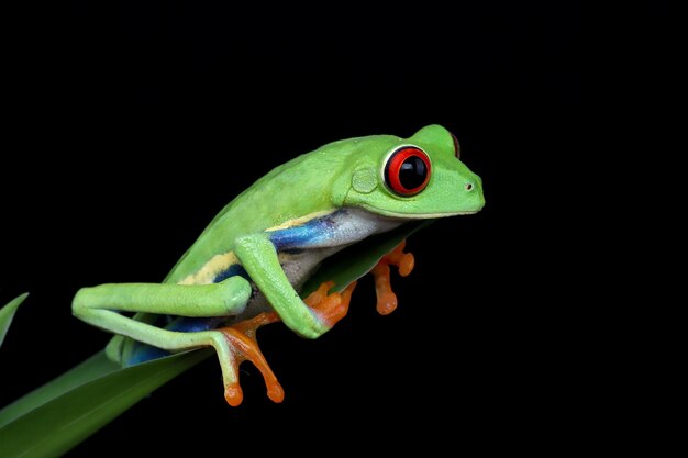 Rana arbórea de ojos rojos Primer plano sobre hojas Rana arborícola de ojos rojos Agalychnis callidryas Primer plano sobre una rama