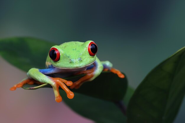 Rana arbórea de ojos rojos Primer plano sobre hojas Rana arborícola de ojos rojos Agalychnis callidryas Primer plano sobre una rama