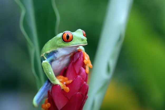 Rana arbórea de ojos rojos Primer plano sobre hojas Rana arborícola de ojos rojos Agalychnis callidryas Primer plano sobre una rama