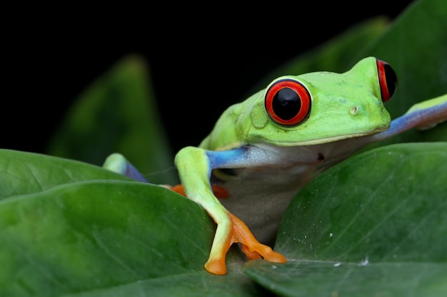 Rana arbórea de ojos rojos sentada en hojas verdes