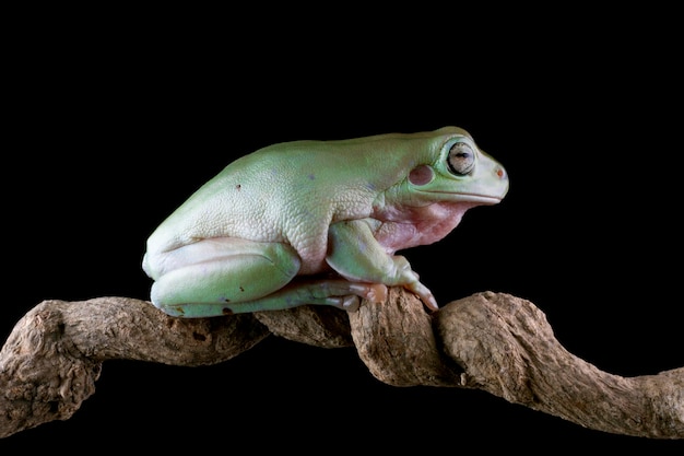 Foto gratuita rana arborícola blanca australiana en hojas verdes rana cochambrosa en rama animal primer plano anfibio primer plano