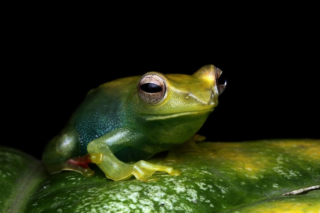 La rana arborícola de jade closeup sobre hojas verdes rana arborícola de Indonesia Rhacophorus dulitensis o jade tree frog closeup