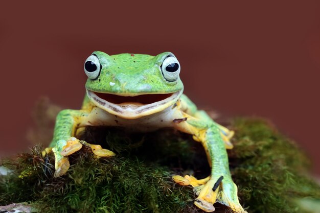 La rana arborícola de Java macho closeup cara rhacophorus reinwardtii rana arborícola