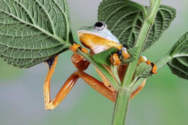 La rana arborícola de Javan Rachophorus reinwardtii en la rama