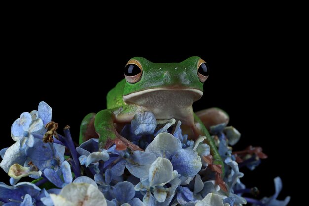 Rana arborícola de labios blancos Litoria infrafrenata en flor sobre negro