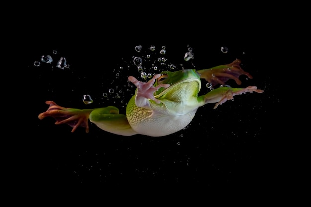La rana arborícola de labios blancos Litoria infrafrenata nadando en el agua Litoria infrafrenata buceando en el agua