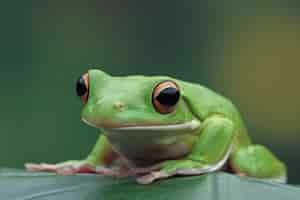 Foto gratuita la rana arborícola de labios blancos litoria infrafrenata sobre hojas verdes