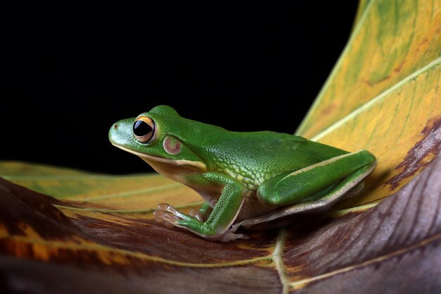 La rana arborícola de labios blancos Litoria infrafrenata sobre hojas verdes