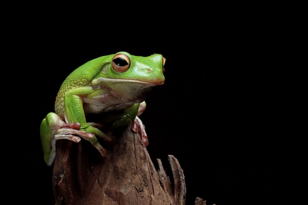 La rana arborícola de labios blancos Litoria infrafrenata sobre madera