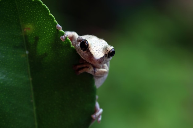 Foto gratuita rana arborícola litoria rubéola entre las hojas verdes