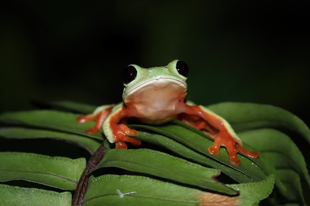 Foto gratuita la rana arborícola de morelet agalychnis moreletii sobre hojas verdes la rana arborícola de morelet agalychnis moreletii closeup