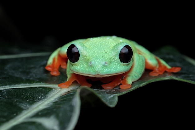 La rana arborícola de Morelet Agalychnis moreletii sobre hojas verdes