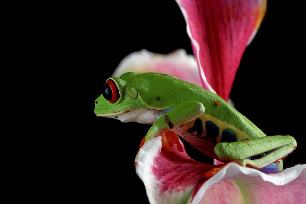 Rana arborícola de ojos rojos sentada en flor de lirio