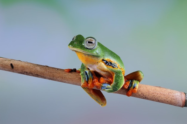 Foto gratuita la rana arborícola en la rama rachophorus reinwardtii rana arborícola de java closeup