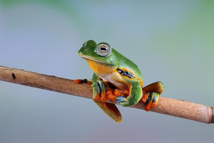 Foto gratuito la rana arborícola en la rama rachophorus reinwardtii rana arborícola de java closeup