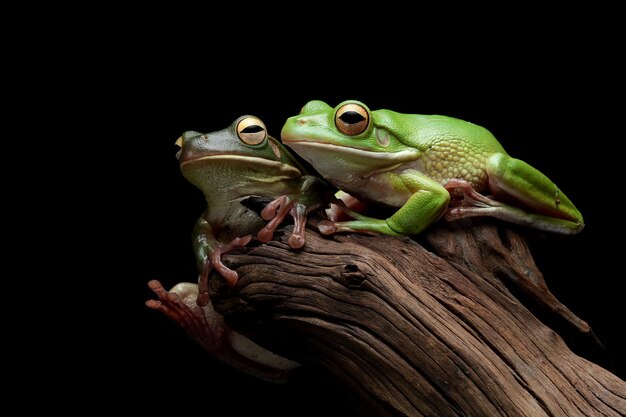 La rana arborícola whitelipped Litoria infrafrenata closeup sobre madera