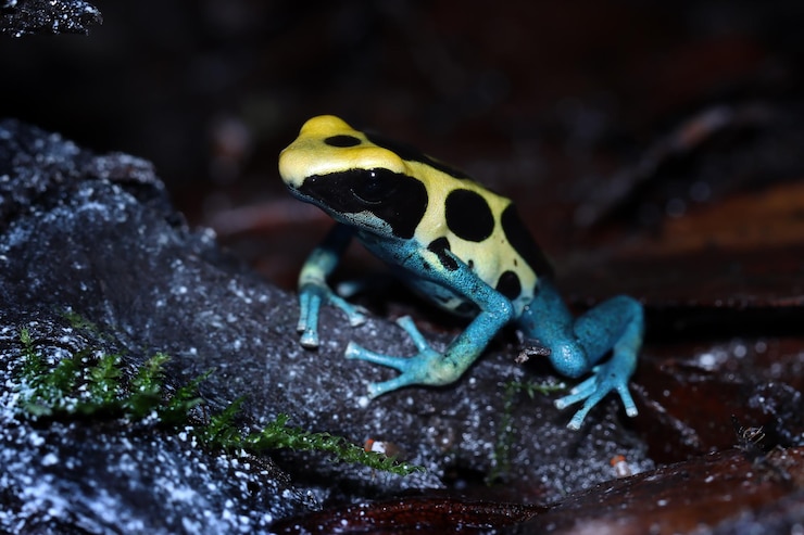 Foto gratuito rana dardo venenosa dendrobates tinctorius patricia closeup dendrobates tinctorius patricia closeup