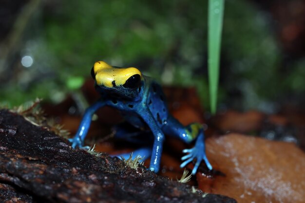 Rana dardo venenosa dendrobates tinctorius patricia primer plano