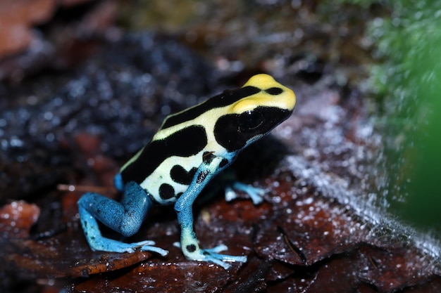 Rana dardo venenosa dendrobates tinctorius patricia primer plano