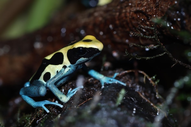 Rana dardo venenosa dendrobates tinctorius patricia primer plano