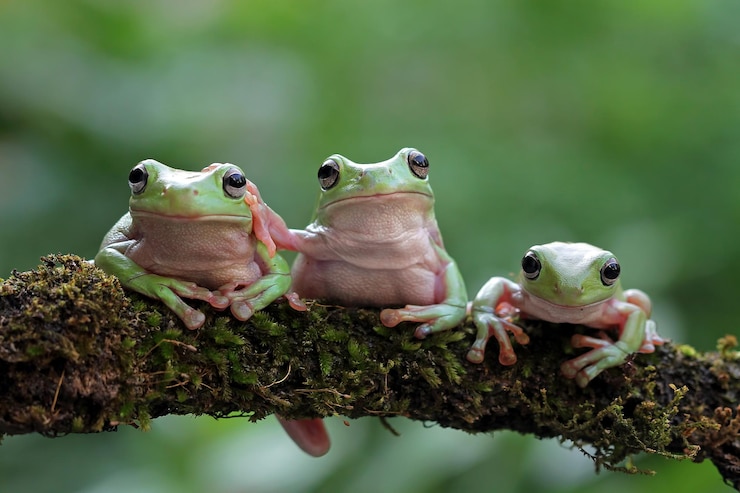 Foto gratuito rana dumpy litoria caerulea en las hojas verdes rana dumpy en la rama