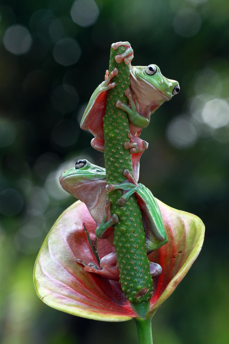 Foto gratuito rana dumpy litoria caerulea en las hojas verdes rana dumpy en la rama