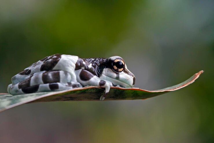 Foto gratuito rana lechosa del amazonas en la rama dos rana de leche del amazonas rana del árbol panda rana de árbol de primer plano
