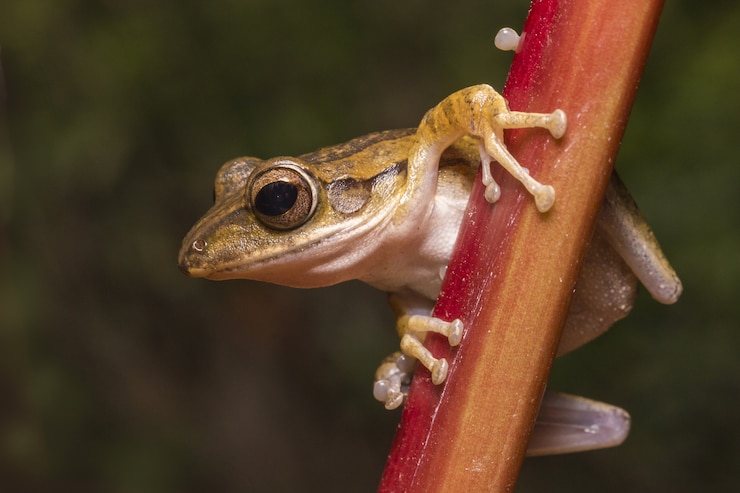 Foto gratuito rana marrón en la valla de madera cerrar