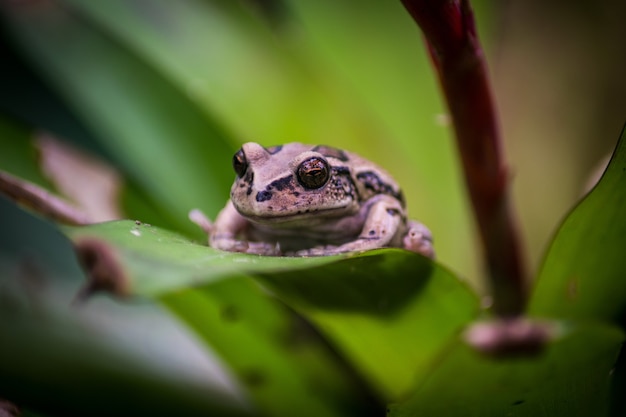 Rana sentada en la hoja de la planta verde